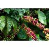 Brasil fazenda