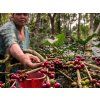 honduras kava