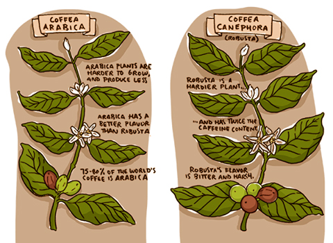 Jaké jsou rozdíly mezi kávami Arabika a Robusta