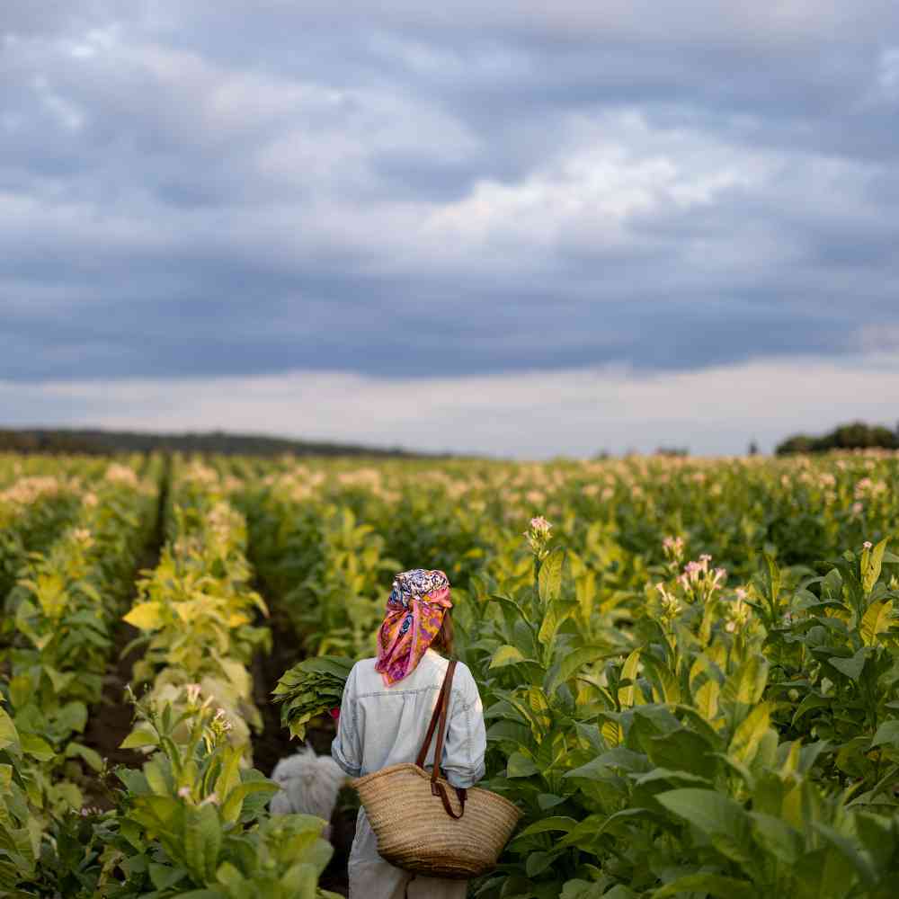 Káva, udržitelnost a životní prostředí