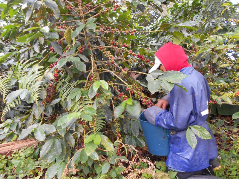rodinna-farma-kolumbie-patio-bonito