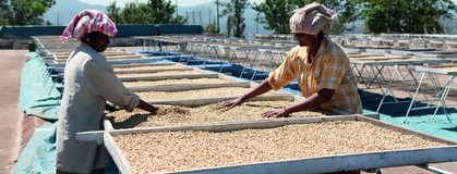 Šetrné zpracování - klíč k chuti a vůni