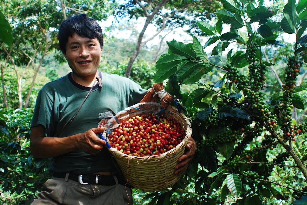 Nová zrnková káva z Peru! Negrisa nově v nabídce Kavalo kávoték a v e-shopu!