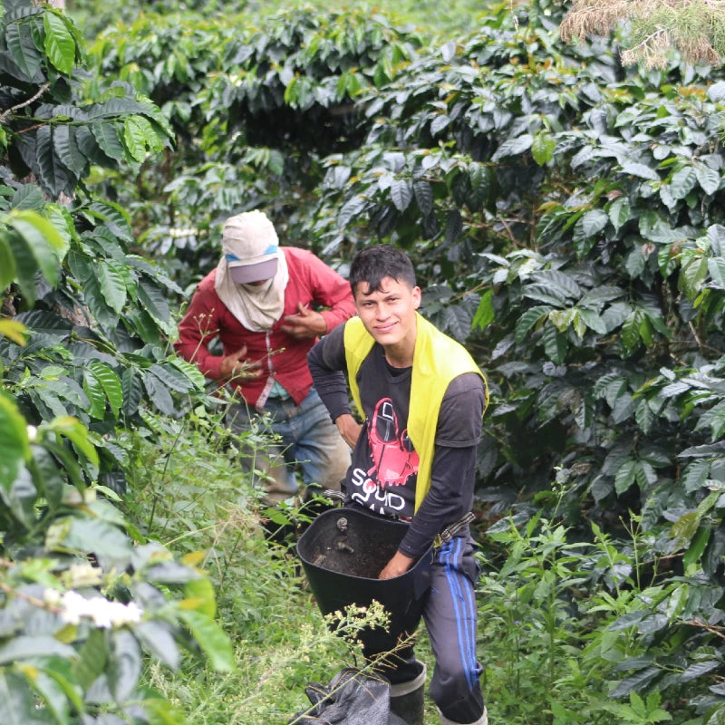 Black-Condor-Project-Harvest.webp