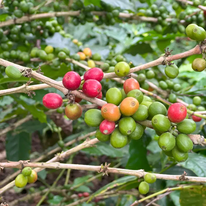 FELIPE-RESTREPO-PLANT-VARIETY.webp