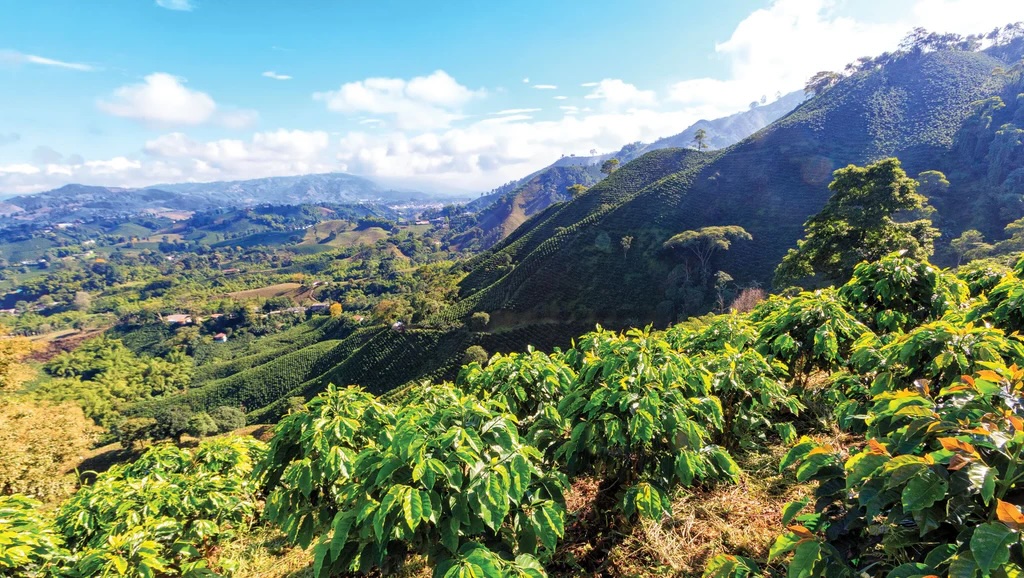 Negrisa_Peru_03