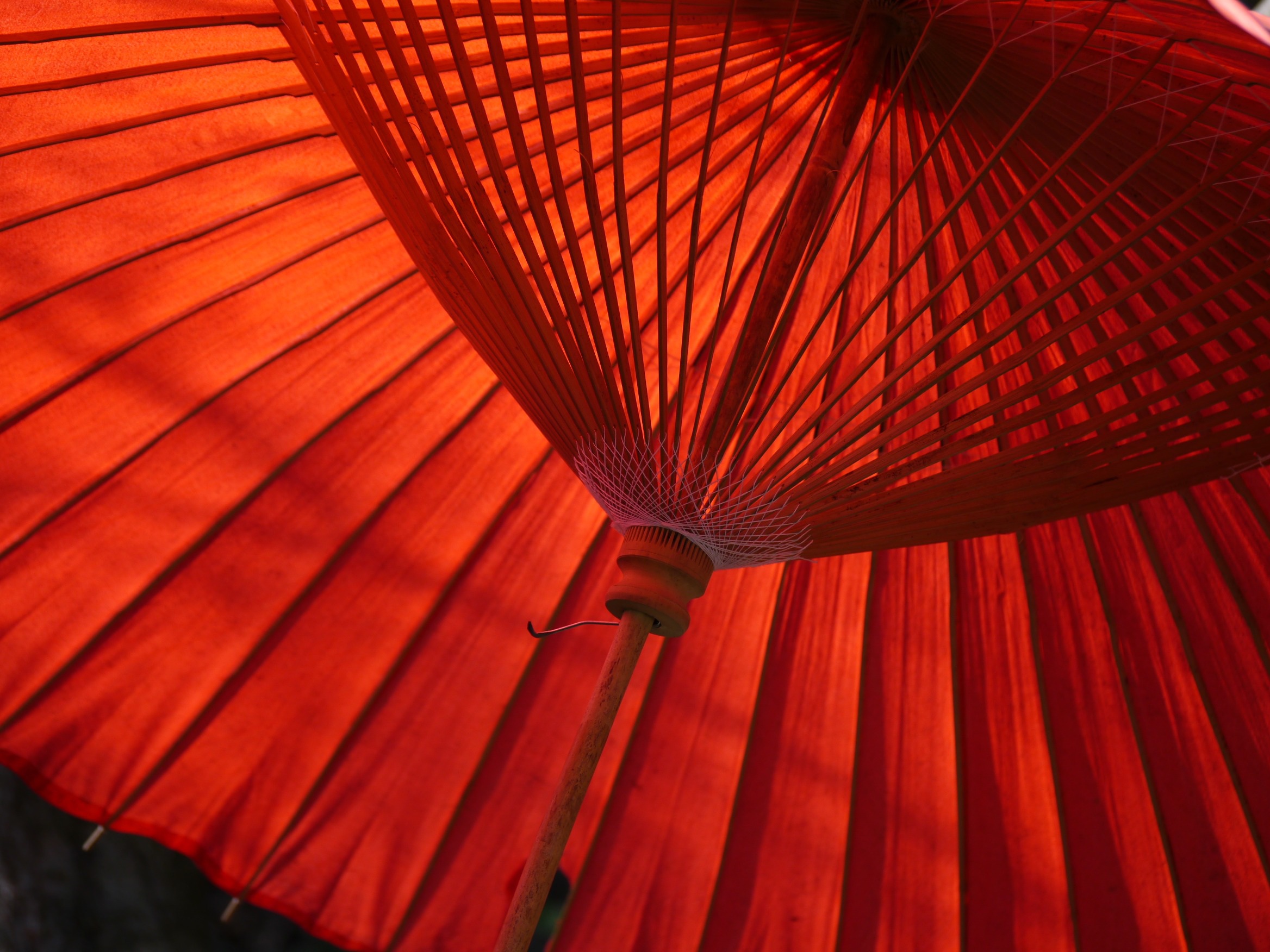 mikuratv-umbrella-65380