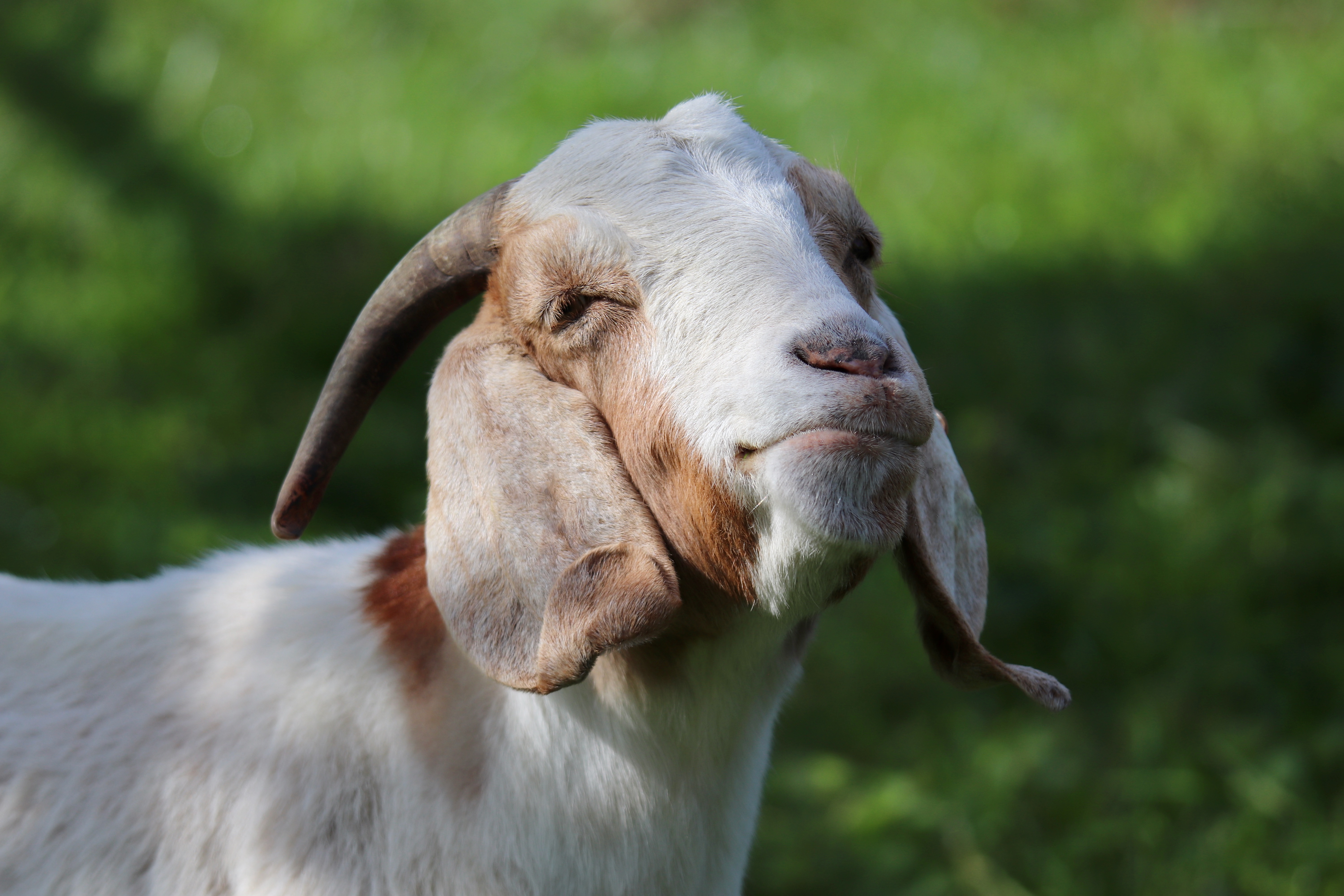 nennieinszweidrei-goat-8297541