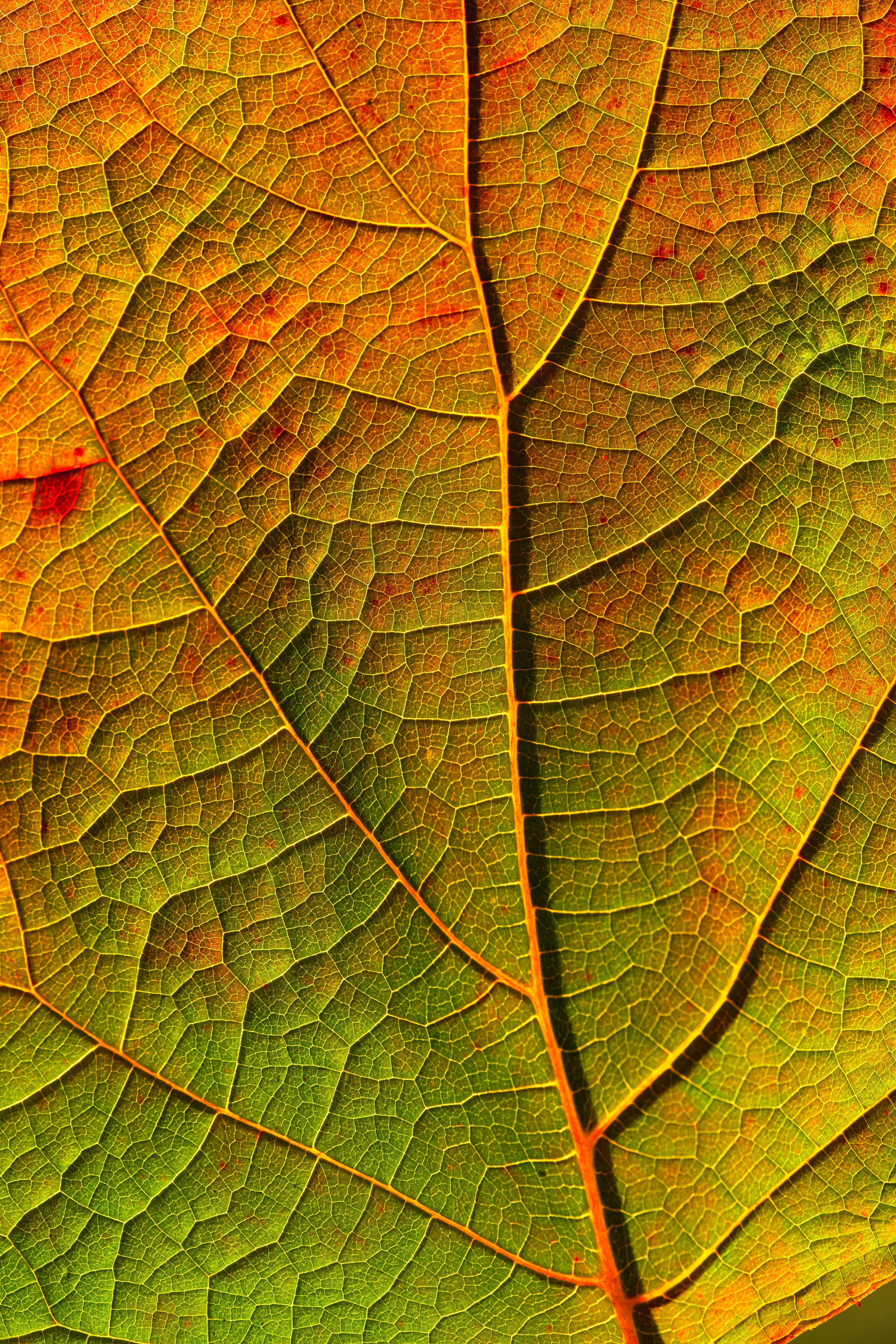 wolfgang_hasselmann-leaf-6220977