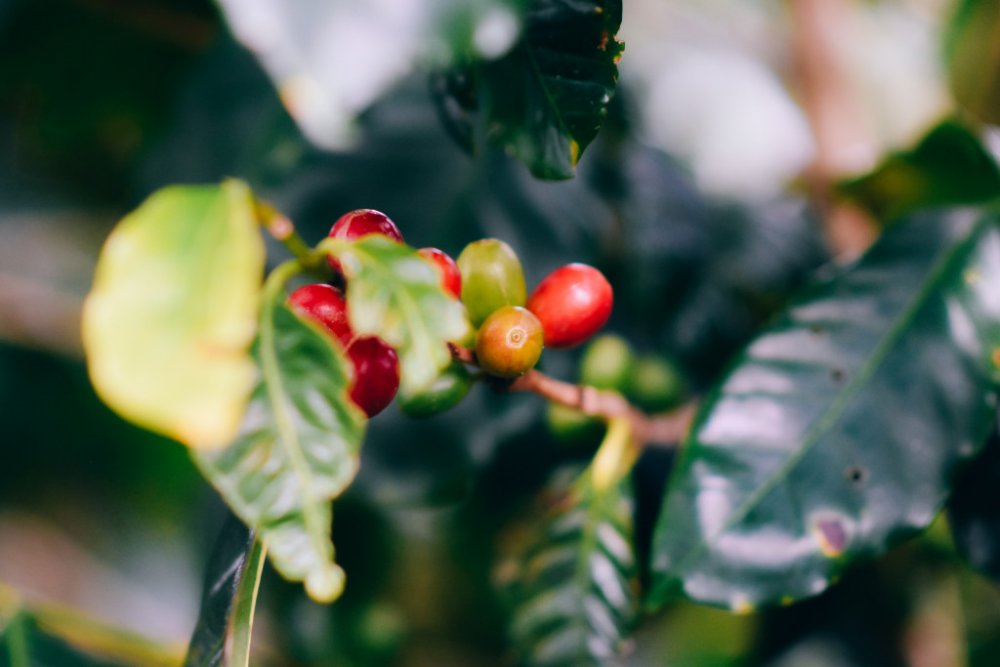 9cb608f4e2d1f4b8ed4c4993510d5828-chalo-garcia-kfj6grcbcfq-unsplash