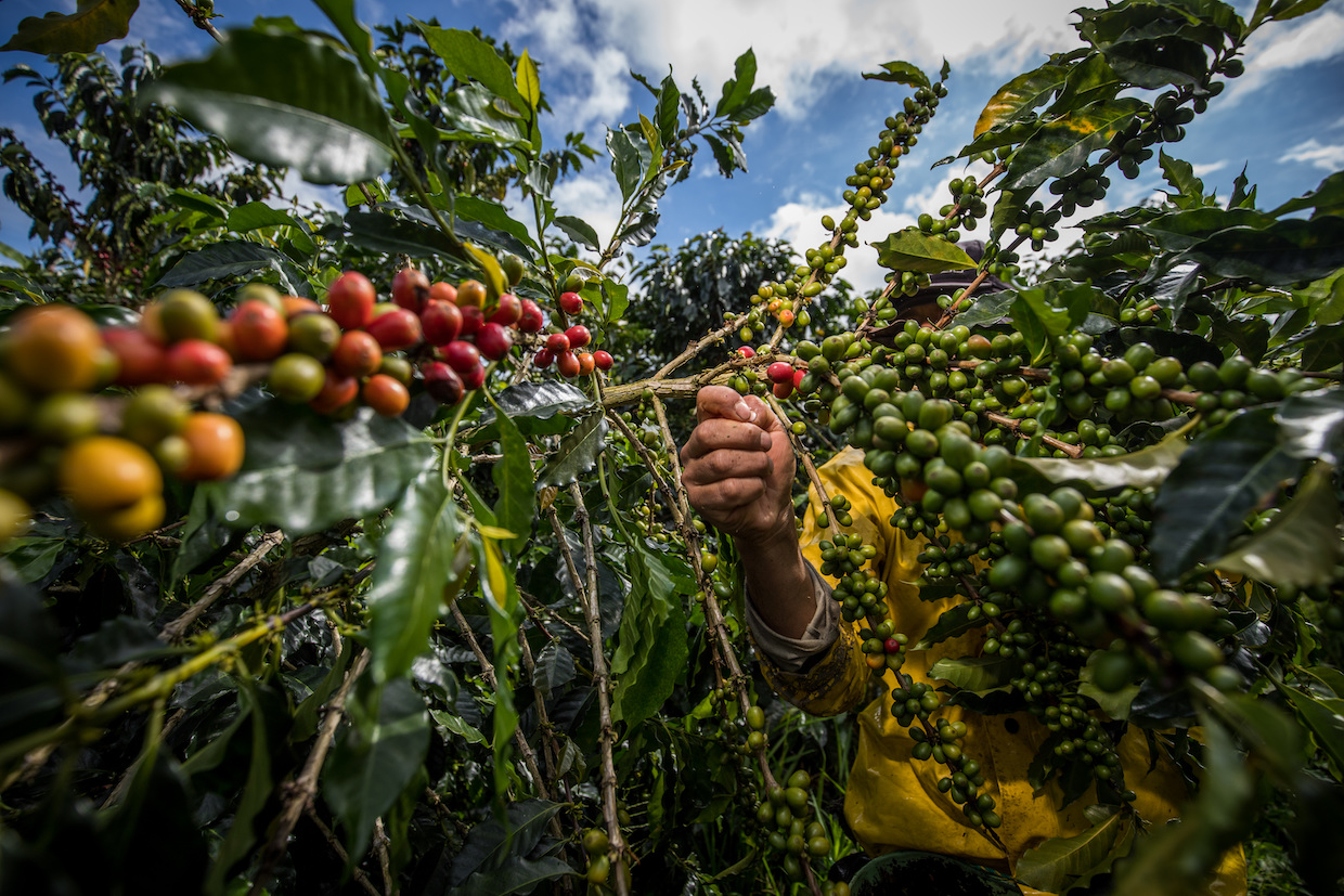 Colombia-coffee-harvest-picking