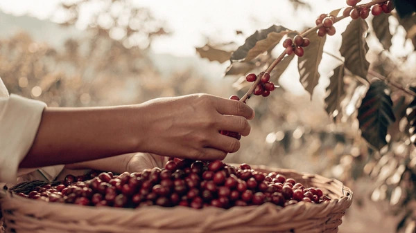 banner-hands-harvest-red-seed-600nw-2676523623
