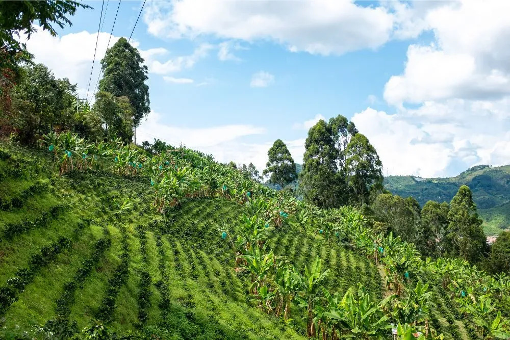 coffee-plants-fields-colombia_body