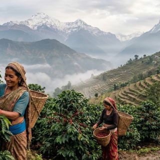⛰️ Připravujeme novinku: NEPÁL – Himalaya Bagmati Jasmín • citrusy • meruňka Světlé až střední pražení V podhůří Himalájí,...