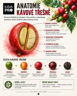 ☕🍒 Anatomie kávové třešně Věděli jste, co se vlastně ukrývá uvnitř? Než se z kávové třešně stane voňavé zrno v našem...