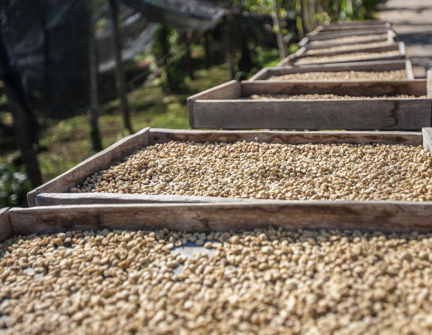 Yirgacheffe-etiopie-cofffee-trobica