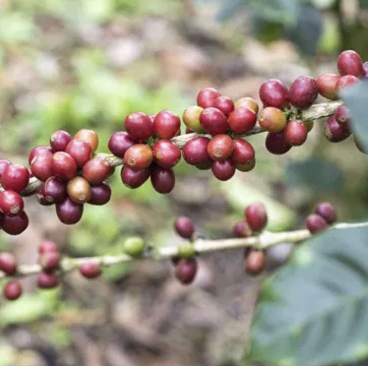 caturra_washed_guatemala_trobica