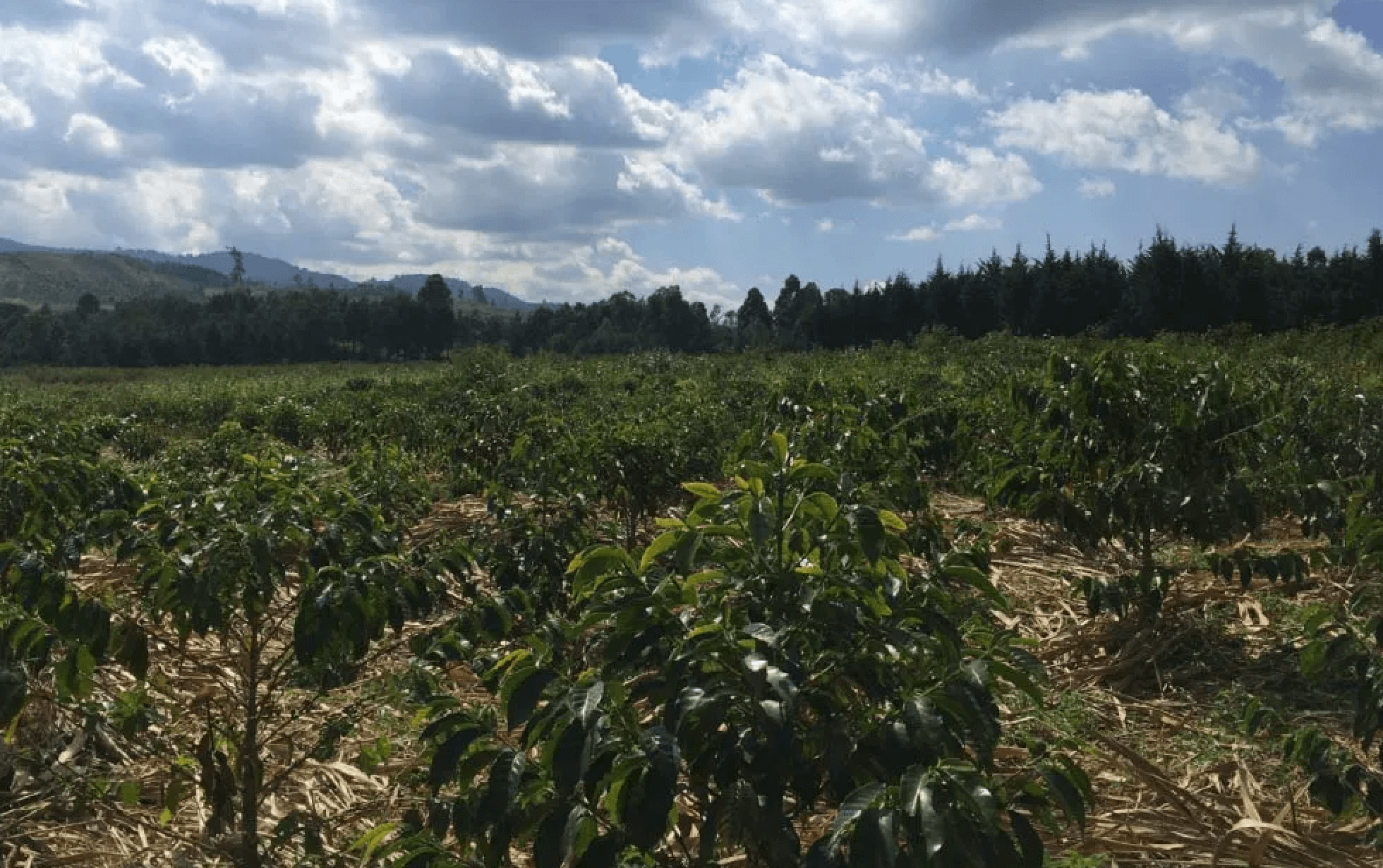 congo_trobica