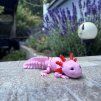 Axolotl
