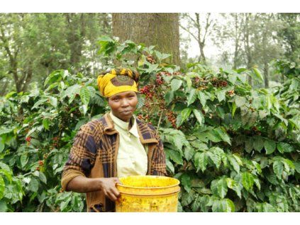 edelweiss1 e1663164936580