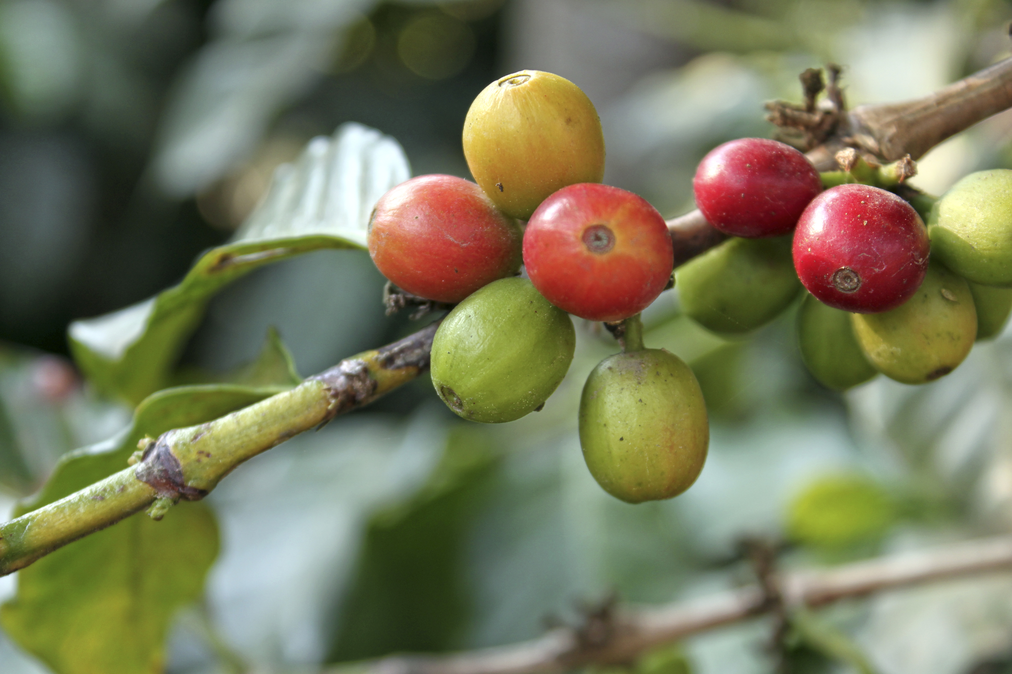 Jak se z ovoce stane káva?