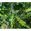 green coffee beans mexico 600x600 kop