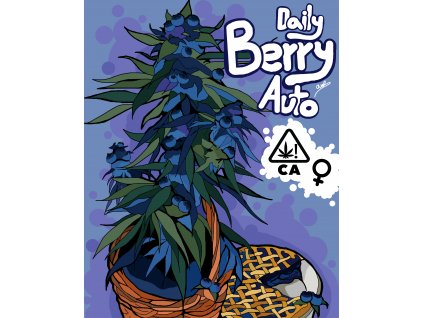 blueberry weed