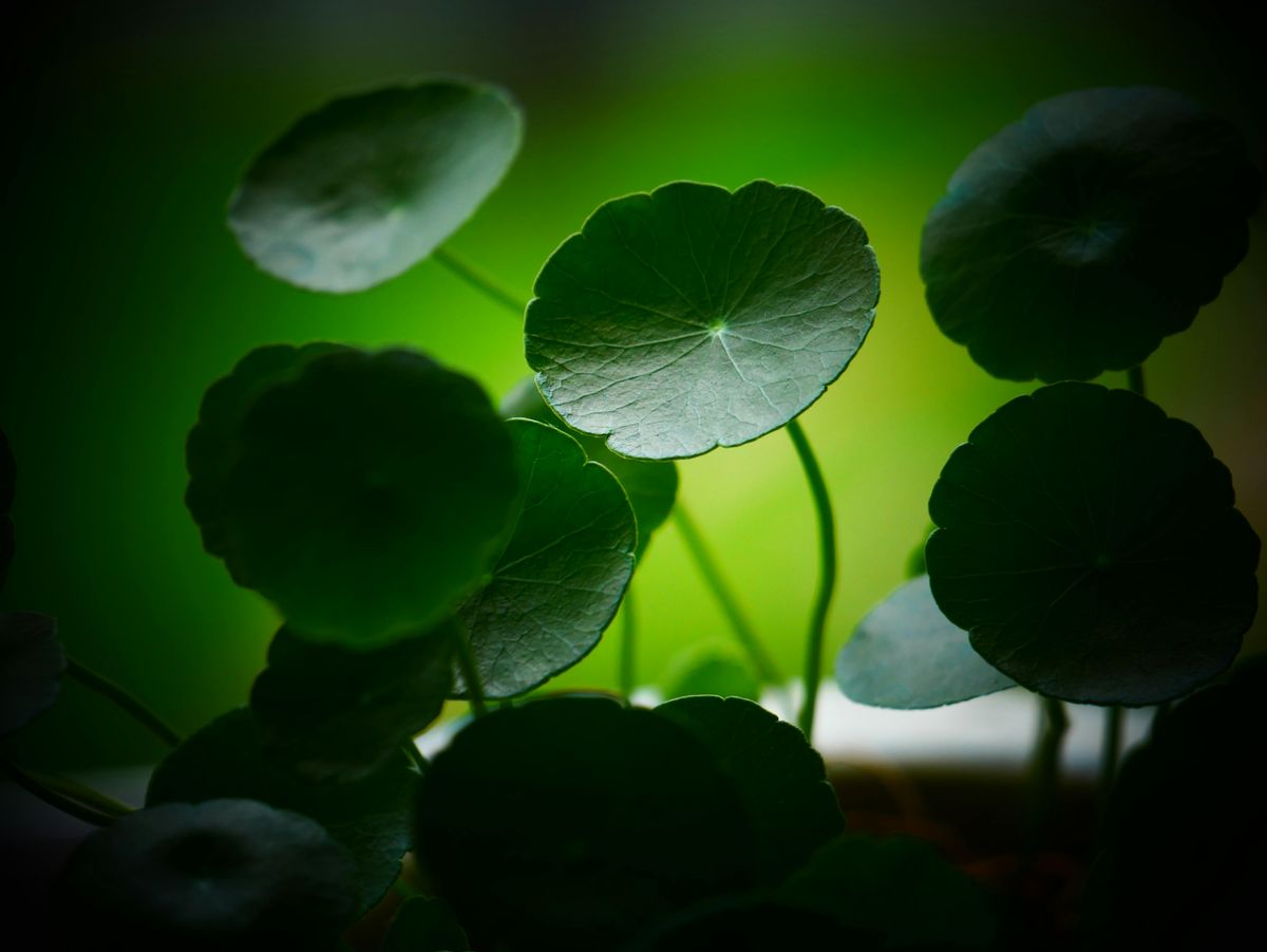 Centella Asiatica: Tajomstvo krásnej a zdravej pleti