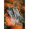 Nůž Marttiini Lumberjack Stainless - 3
