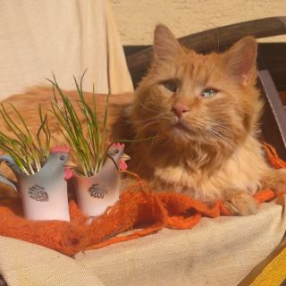 ☀️ Jaro je tu, Velikonoce za dveřmi a u nás se vylíhla 🐔 slepičí kolekce květináčů! 😻 Ještě štěstí, že máme takového...