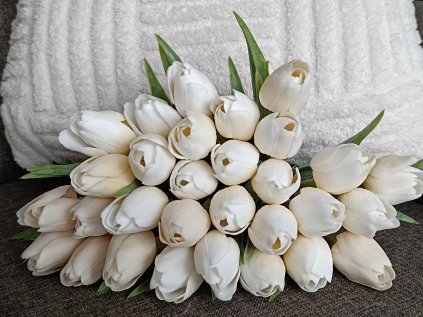 Tulipán krémový