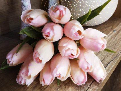 Tulipány BABY PINK A33 eshop