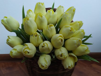 Tulipán světle žlutý