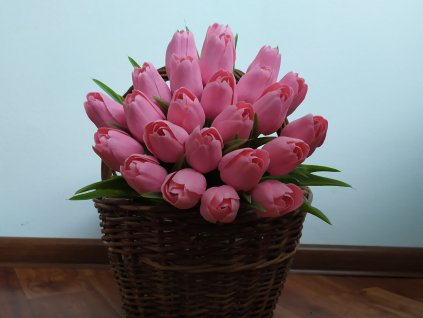 Tulipán růžový