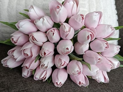 Tulipán bílo růžový