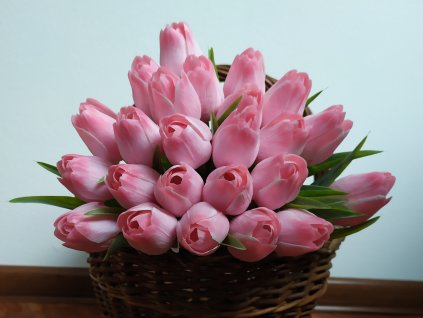 Tulipán bílo narůžovělý