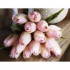 Tulipány BABY PINK A33 eshop