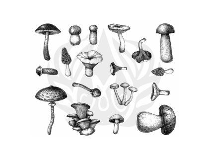 DSS165-Mayco Designer Silkscreen Mushrooms