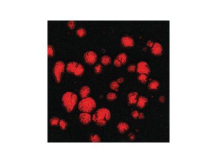 CG779-Mayco Jungle Gems 779 Black Opal
