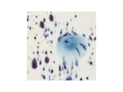 Mayco Jungle Gems 2701 Peacock Eyes-S2701P