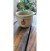 Pumpkin cup presso