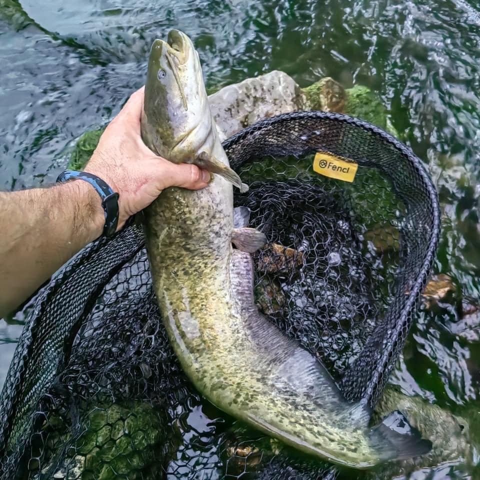 Net of the landing net