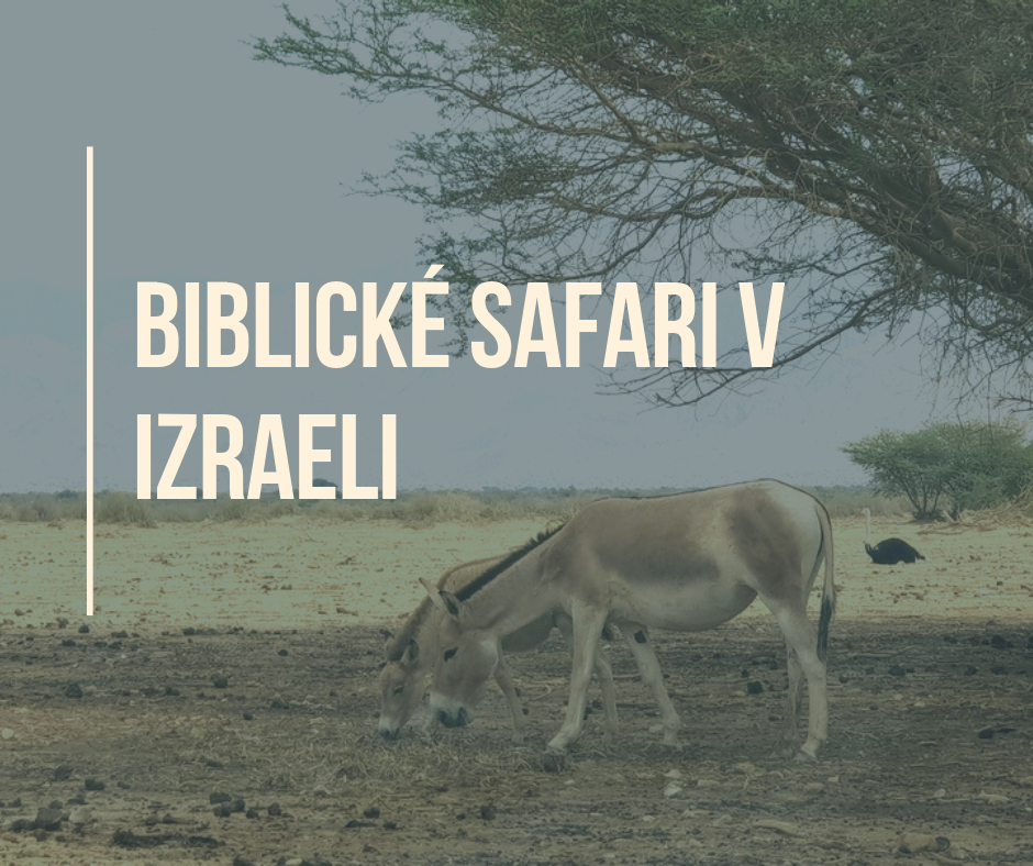 Biblické safari v Izraeli