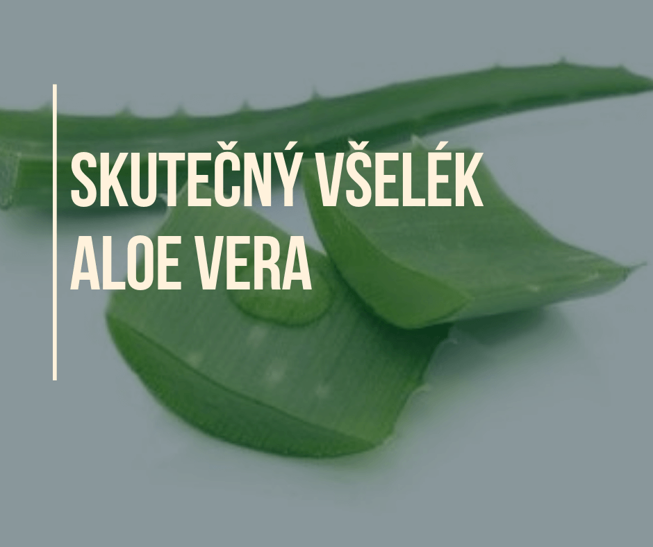 Skutečný všelék aloe vera