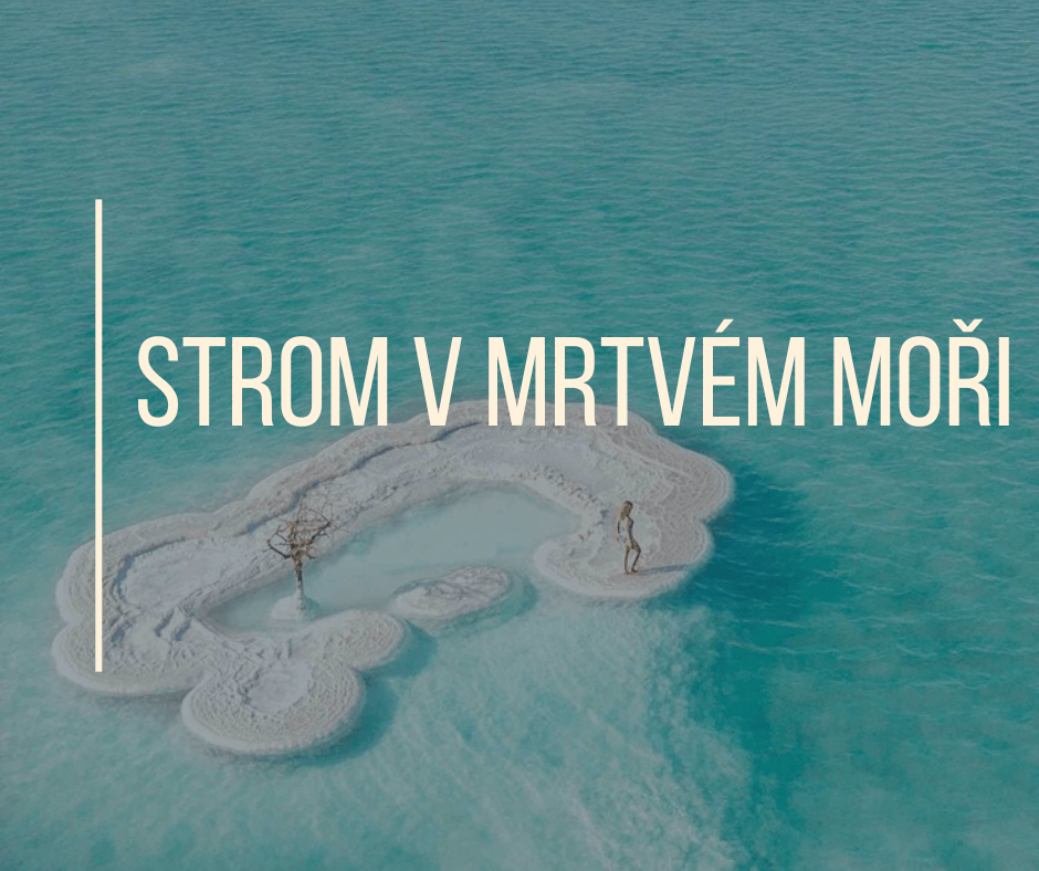 STROM V MRTVÉM MOŘI