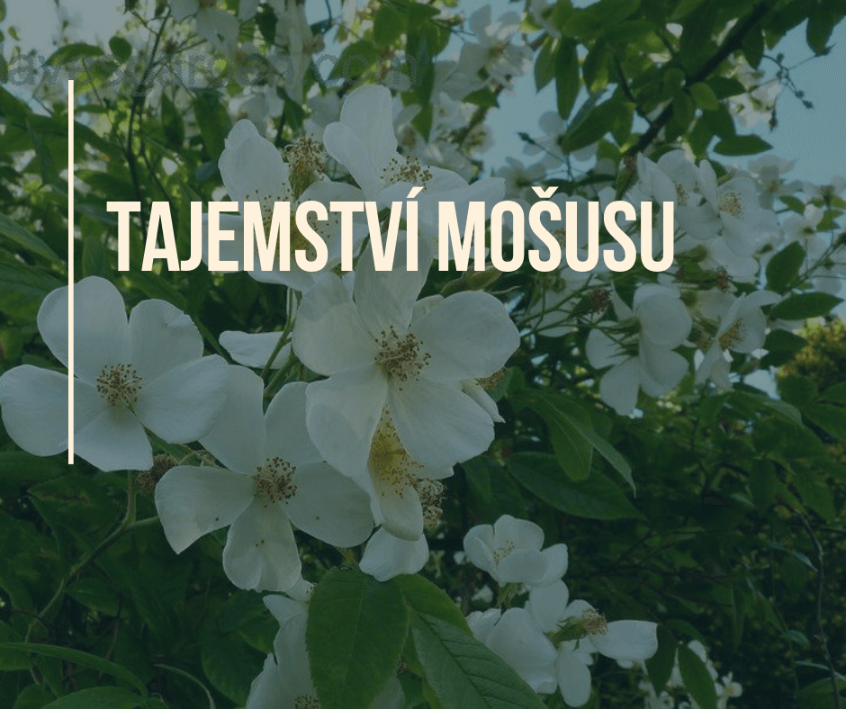 Tajemství mošusu