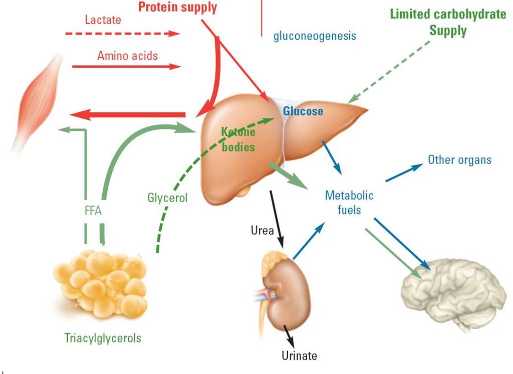 ketoza