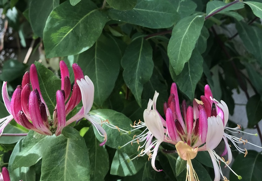 Stručný Homeopatický Manuál©