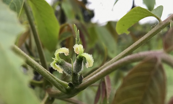 Bachovy květové esence