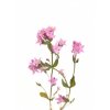 Centaury rostlina
